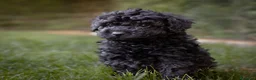 Caniche Toy perros en venta: Caniches Toy color negro  - Anuncio 4