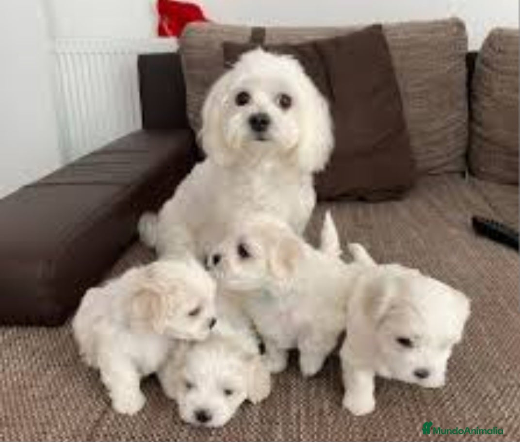 Bichón Maltés perros en venta: ‼️PRECIOSA CAMADA DE BiCHON MALTES COREANO TOY  - Anuncio 1