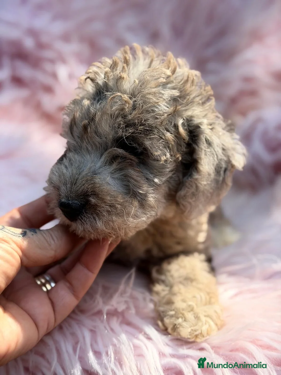 Raza Mixta perros en venta: FOODLE CANICHE Y FOX TERRIER - Anuncio 2