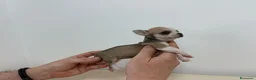 Chihuahua perros en venta: Chihuahuas muy toys en Alicante - Anuncio 1