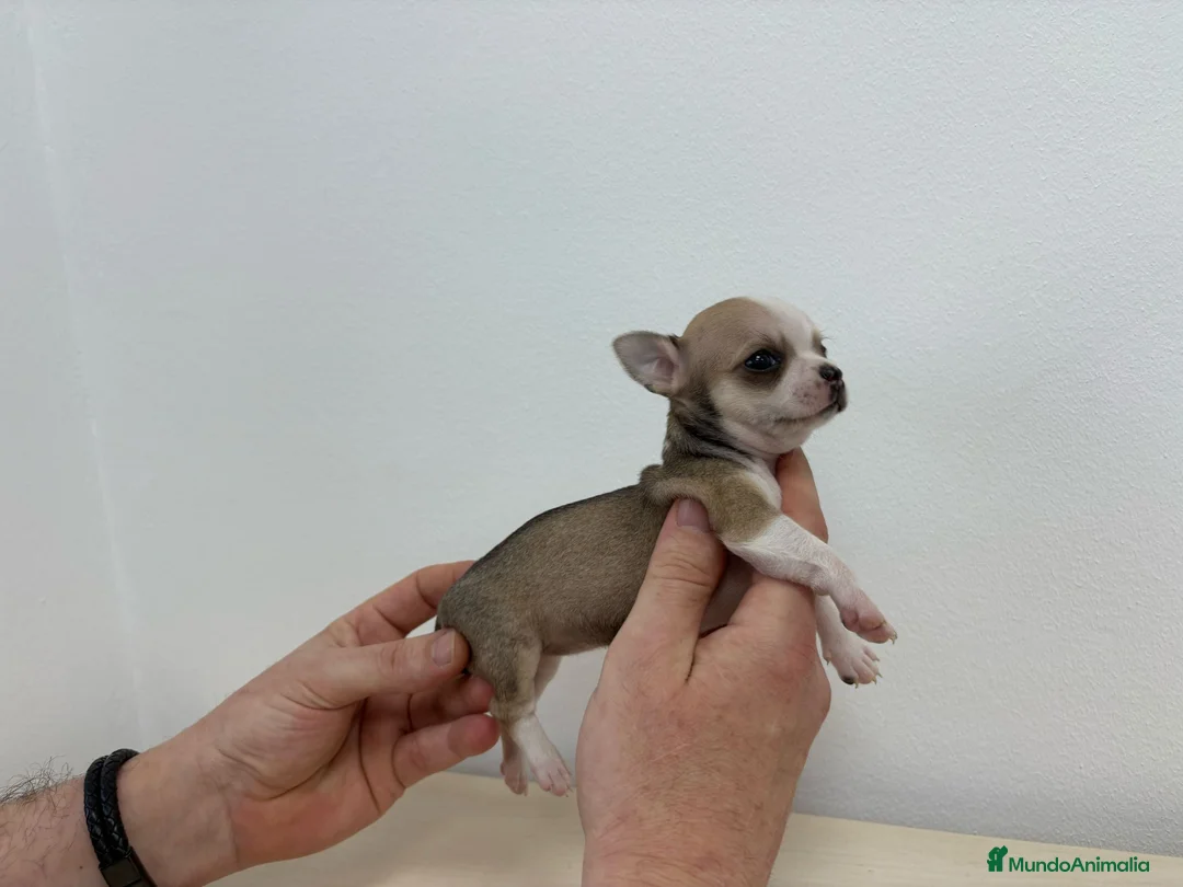 Chihuahua perros en venta: Chihuahuas muy toys en Alicante - Anuncio 1