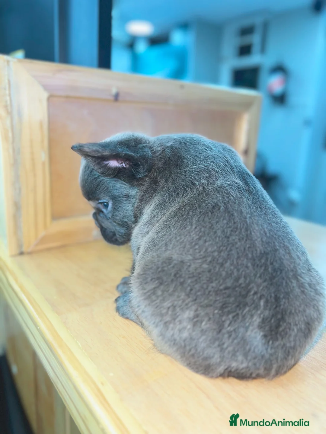 Bulldog Francés perros en venta: Bulldog francés puppy exoticos  - Anuncio 9