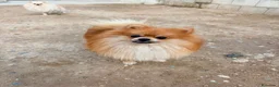 Pomerania perros en venta: Pomerania toy  - Anuncio 3