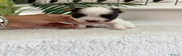 Yorkshire Terrier perros en venta: YORKSHIRE BIEWER - Anuncio 17