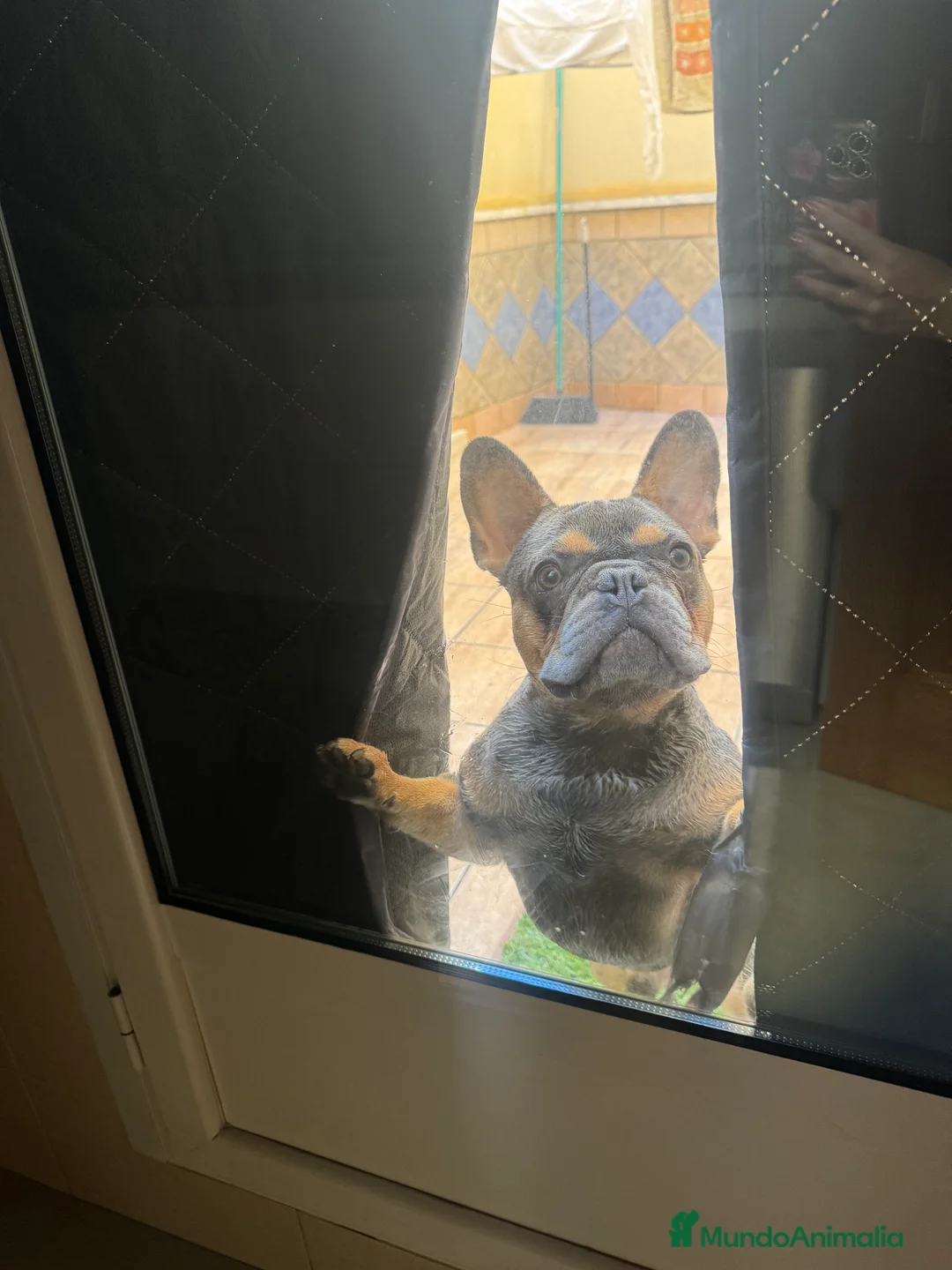 Bulldog Francés perros para monta:  🔥 BULLDOG FRANCÉS MACHO PARA MONTAS - Anuncio 2