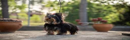 Yorkshire Terrier perros en venta: Camada Yorkshire Terrier  - Anuncio 4