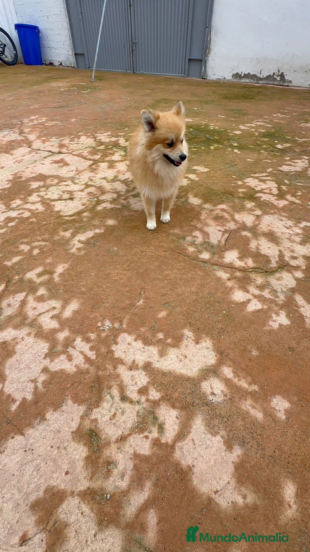 Pomerania perros en venta: Último pomerania  - Anuncio 1