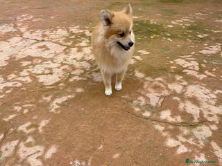 Pomerania perros Último pomerania - Anuncio 1