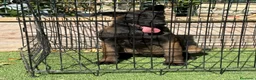 Pastor Belga Malinois perros en venta: Cachorra pastor belga Malinois  - Anuncio 2