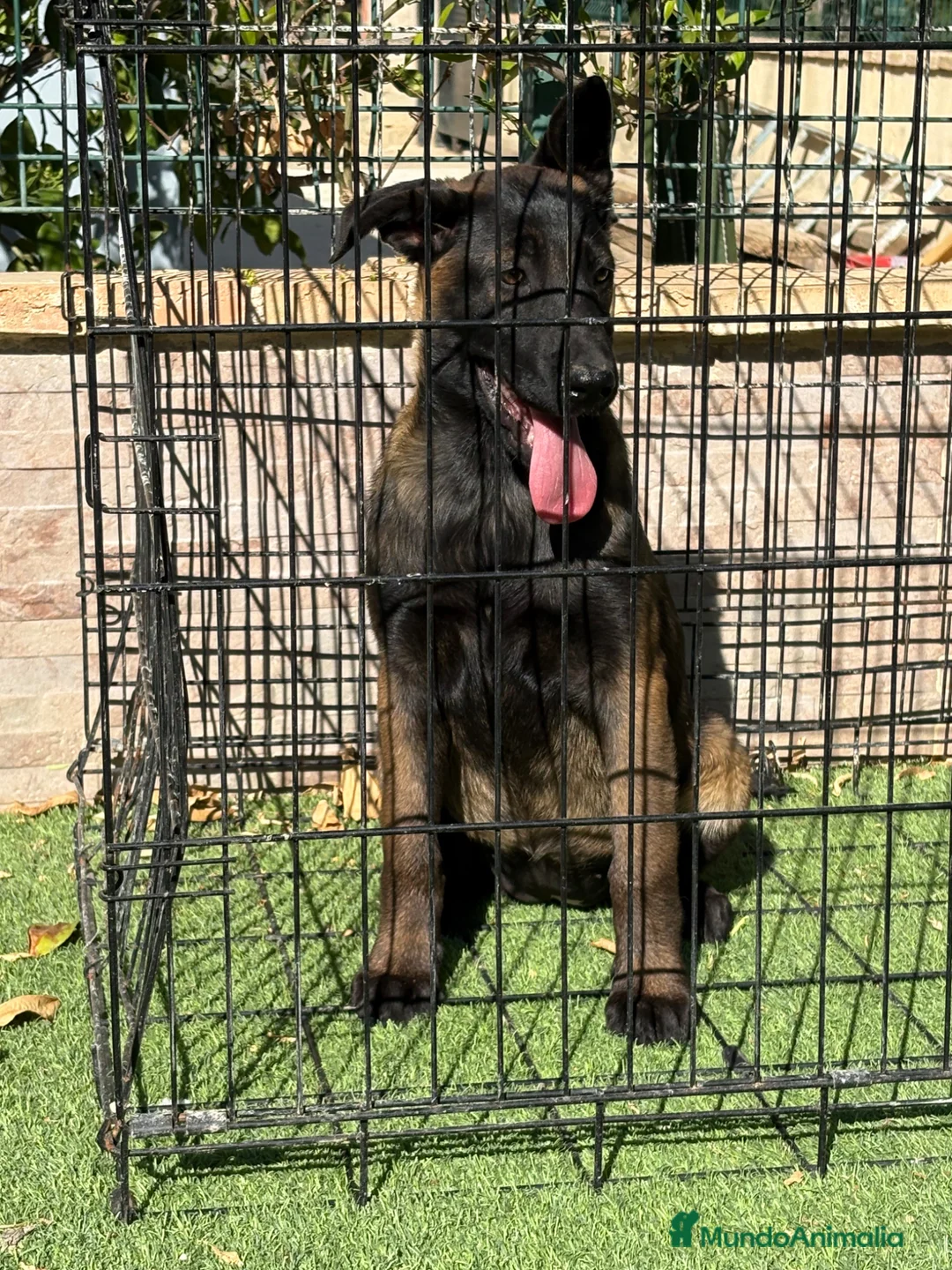 Pastor Belga Malinois perros en venta: Cachorra pastor belga Malinois  - Anuncio 2
