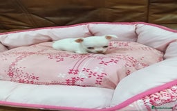 Chihuahua perros en venta: CHIHUAHUA TOY - Imagen 10