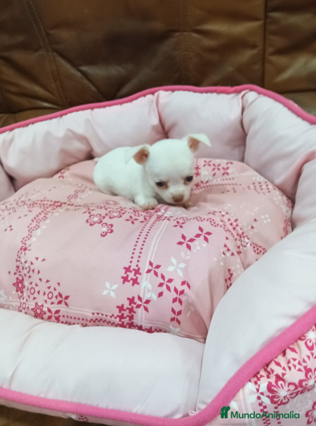 Chihuahua perros en venta: CHIHUAHUA TOY - Imagen 10
