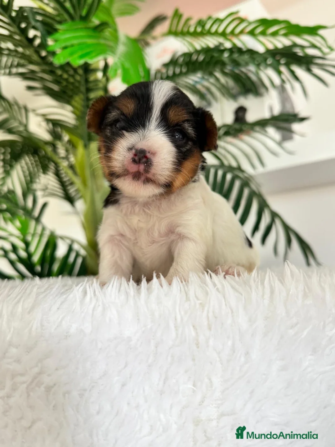 Yorkshire Terrier perros en venta: YORKSHIRE BIEWER  - Anuncio 14