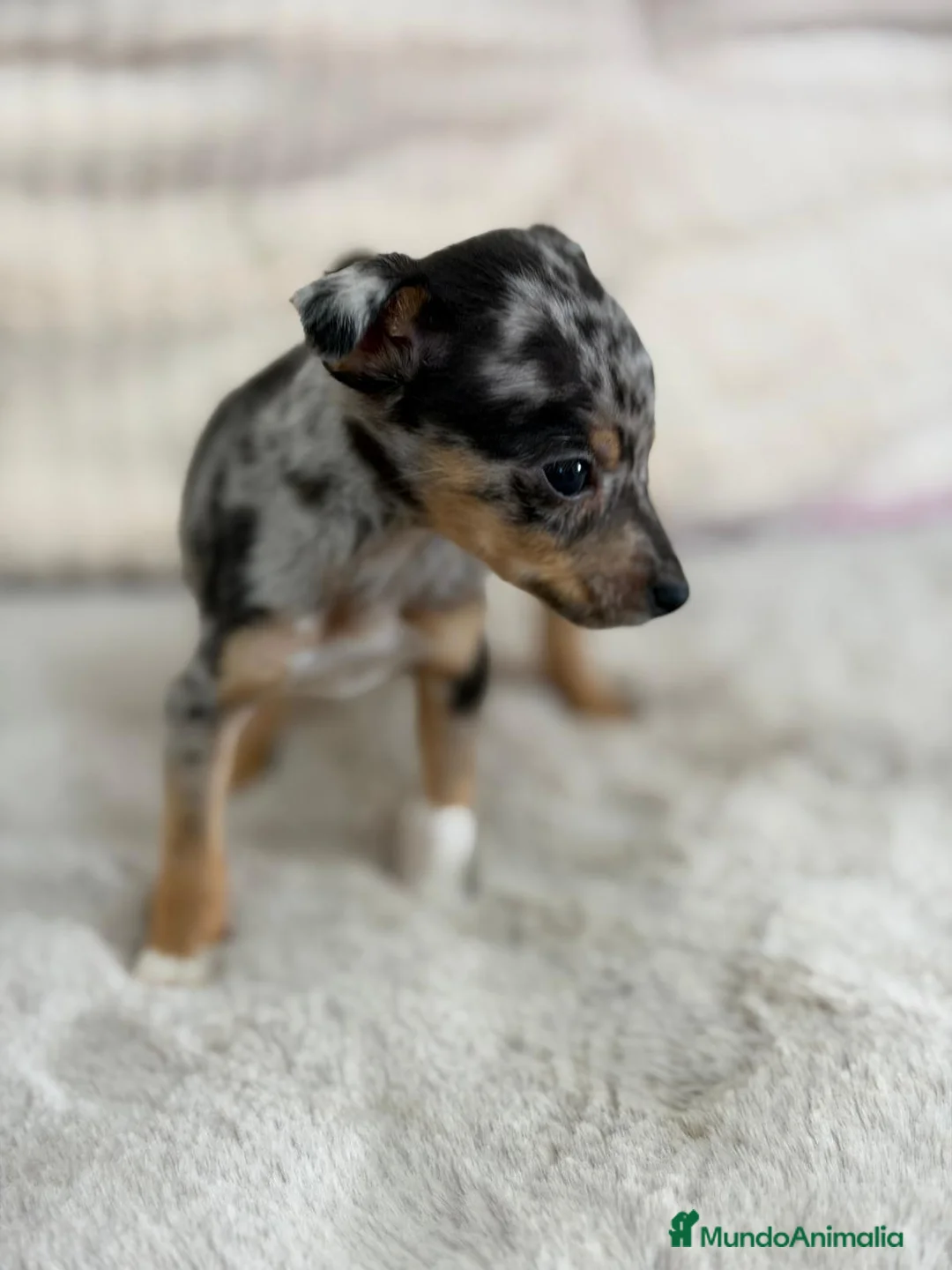 Pinscher Miniatura perros en venta: MINIPINSCHER MERLE EXÓTICO MACHO - Anuncio 2