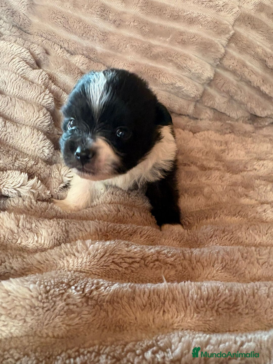 Pomerania perros en venta: Pele y Mele ya son papas , lulu pomerania toy  - Anuncio 4