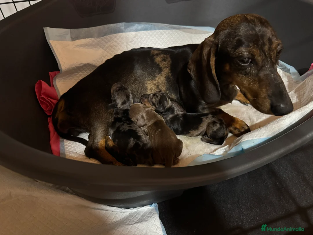 Teckel Miniatura perros en venta: 🐾🤎 ¡TRES PRECIOSIDADES TECKEL BUSCAN HOGAR! 🤎🐾 - Anuncio 2
