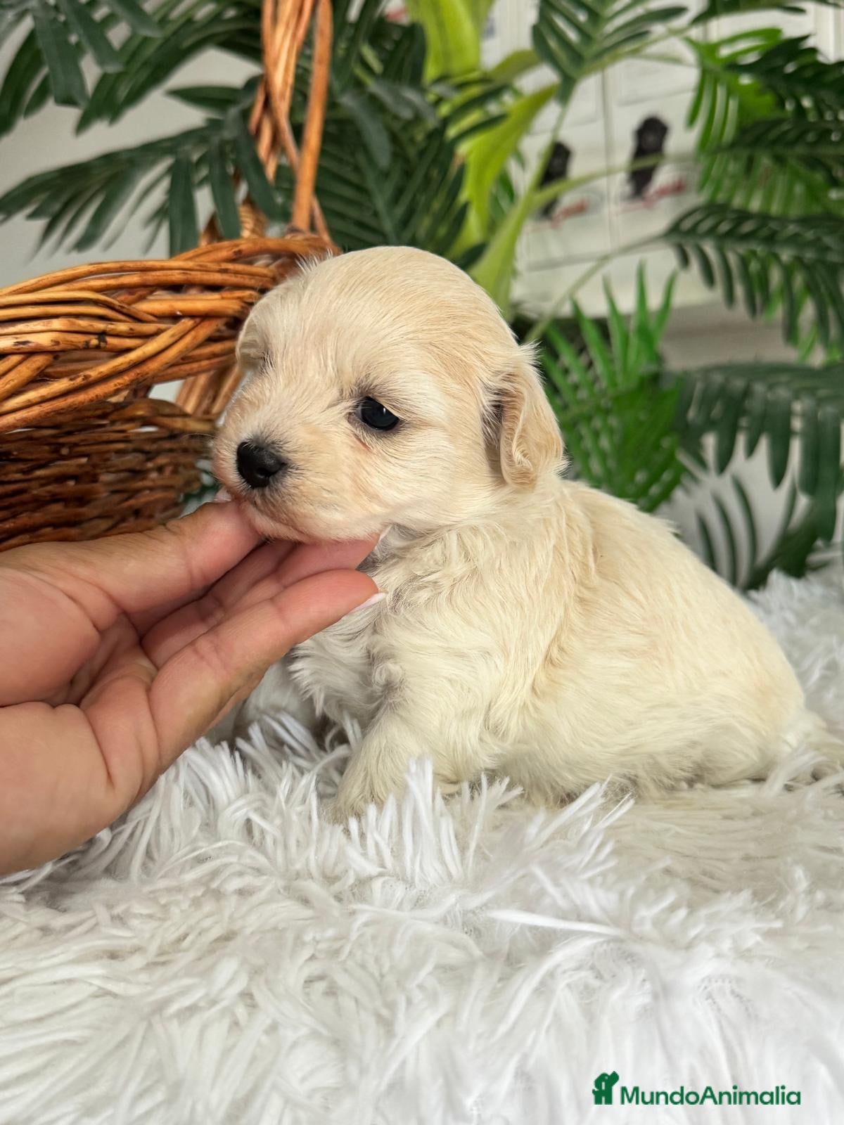Maltipoo perros en venta: MALTIPOO HEMBRA - Anuncio 12