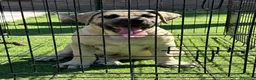 Presa Canario perros en venta: Cachorro de presa canario  - Anuncio 2