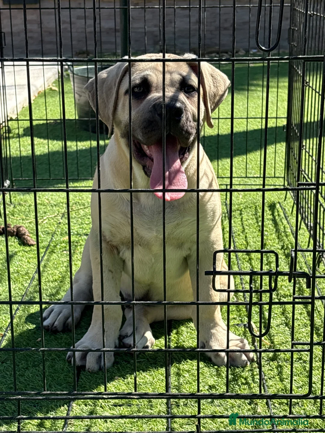 Presa Canario perros en venta: Cachorro de presa canario  - Anuncio 2