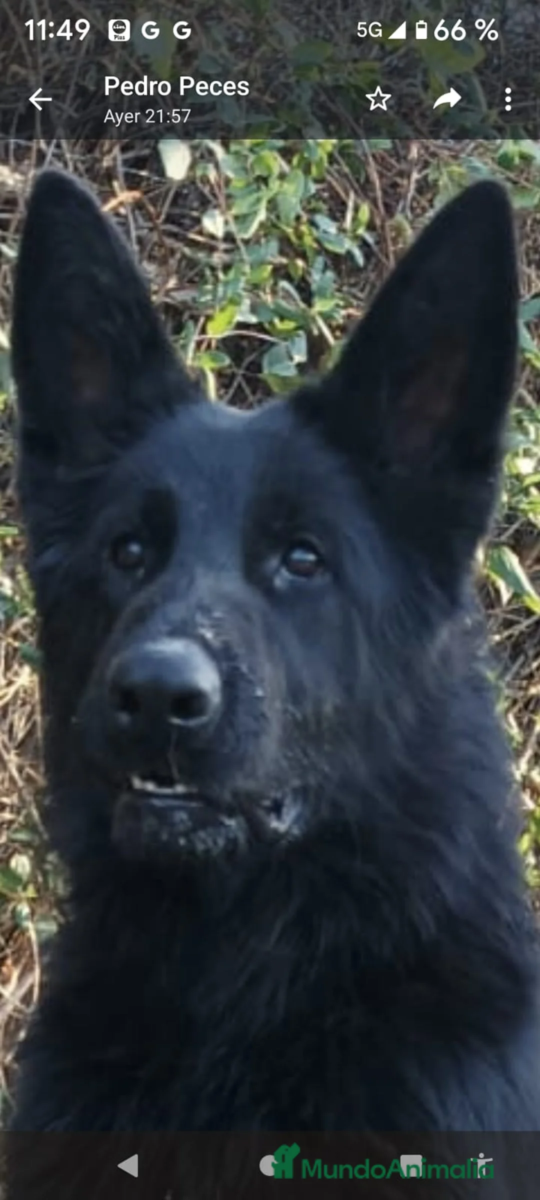 Pastor Alemán perros para monta: Disponoible para montas - Anuncio 2