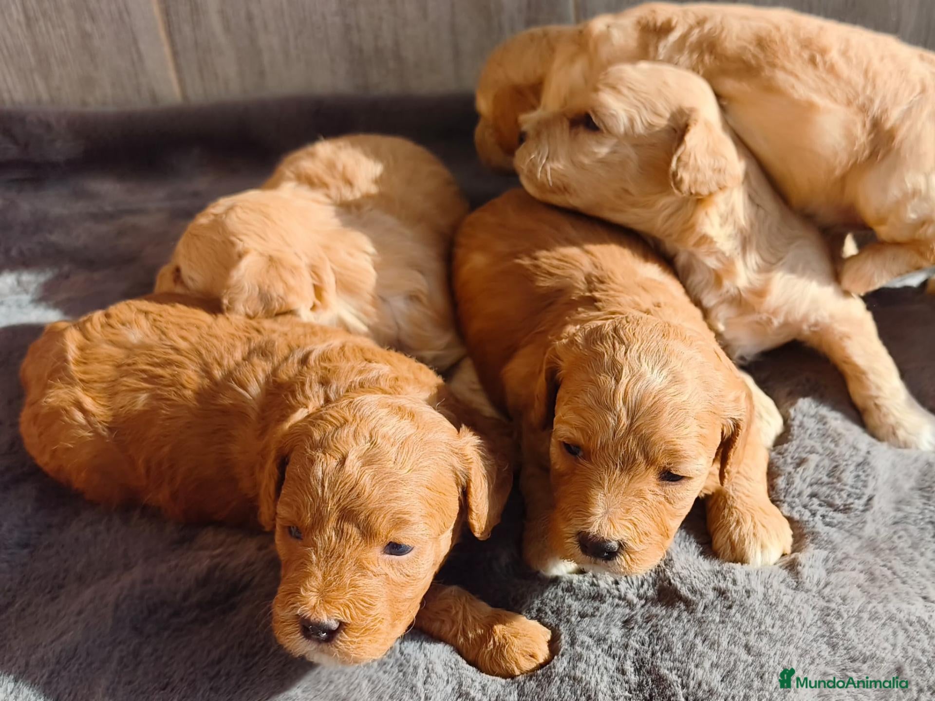 Caniche Enano perros CANICHE ENANO MACHO Y HEMBRA - Anuncio 1
