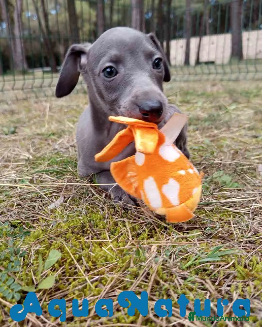 Pequeño Lebrel Italiano perros en venta:  Lebrel Italiano Hembra 1 de AB y Omega AQUANATURA - Anuncio 11