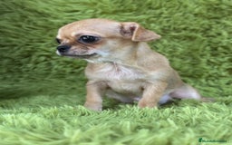 Chihuahua perros en venta: Chihuahua toy  - Imagen 4
