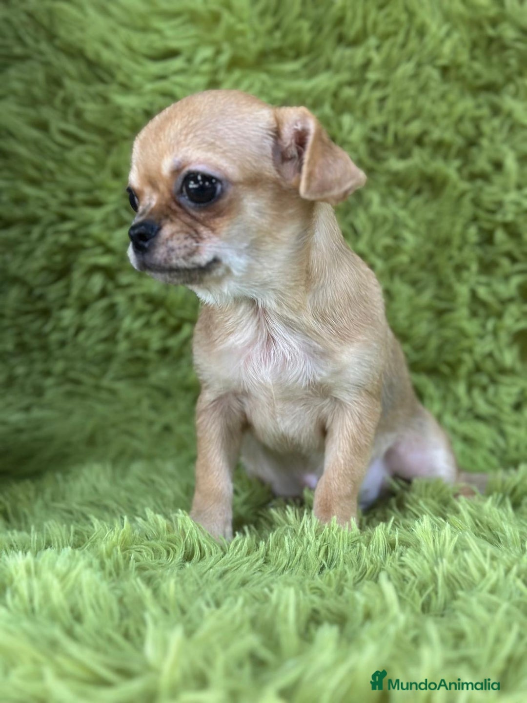 Chihuahua perros en venta: Chihuahua toy  - Imagen 4