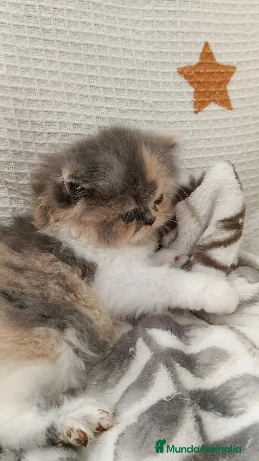 Persa gatos en venta: Gatitos Persas  - Anuncio 5