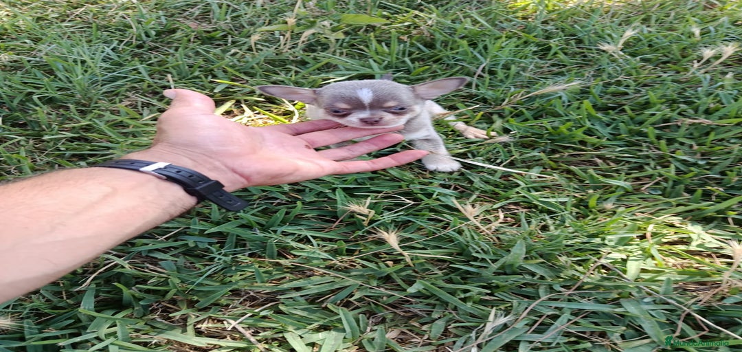 Imagen de galería {{count}}