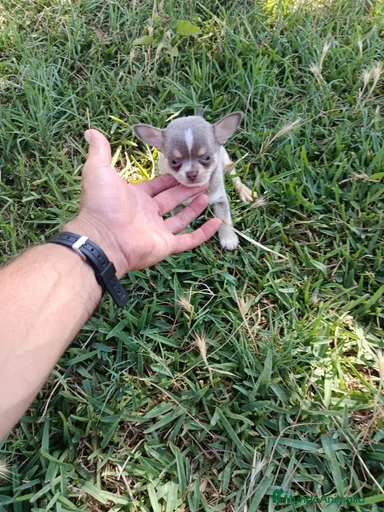 Imagen de galería {{count}}