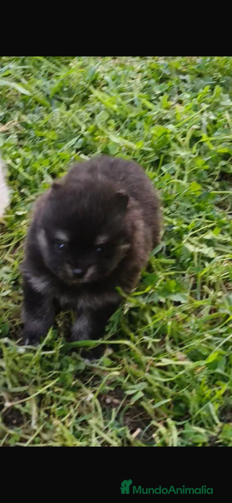 Pomerania perros pomerania  - Anuncio 1