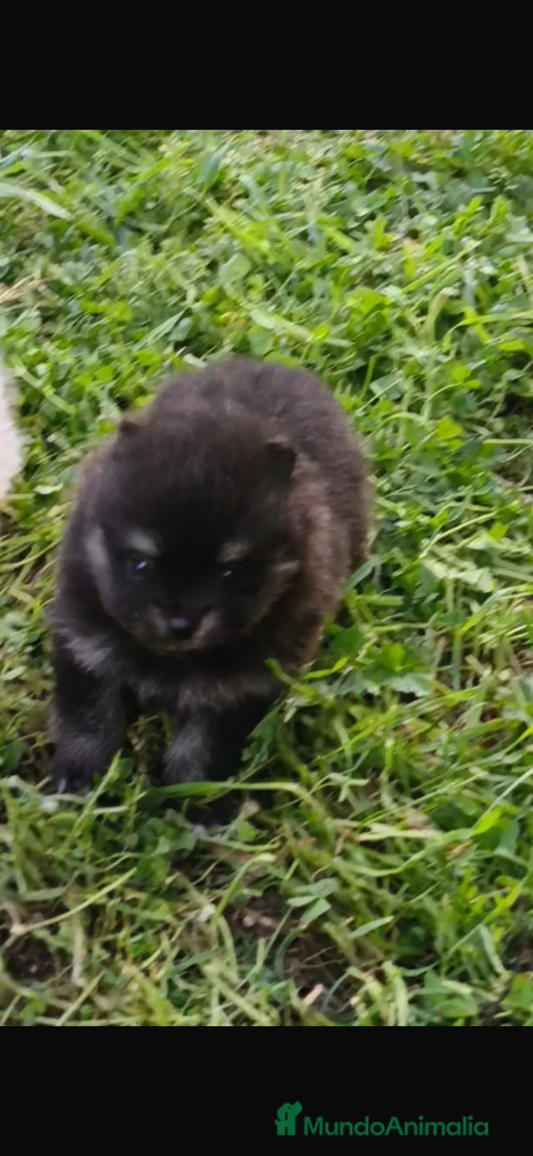 Pomerania perros en venta: pomerania  - Anuncio 1