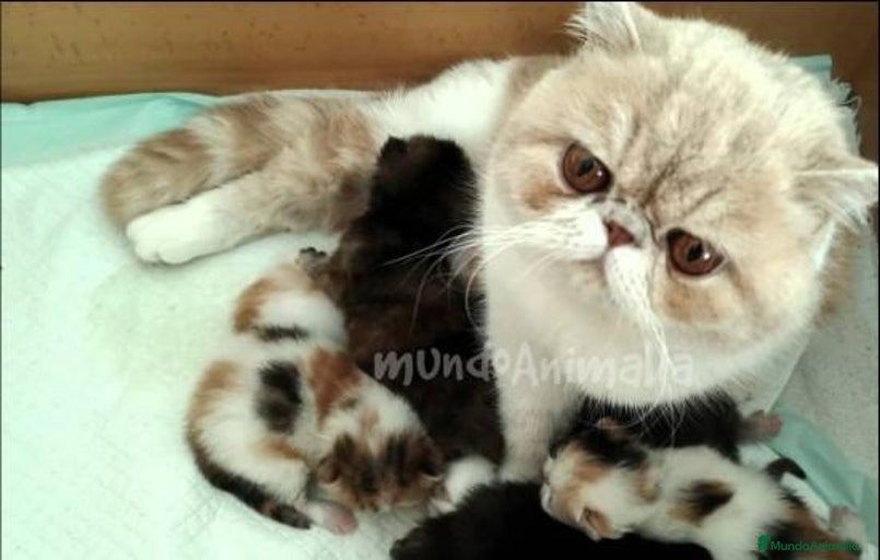 Imagen de galería {{count}}