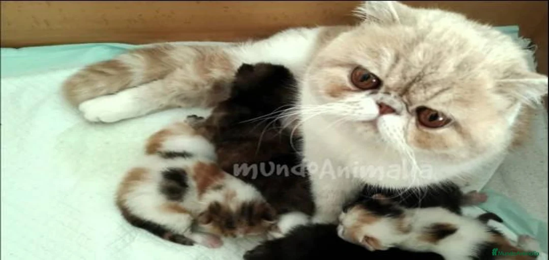 Imagen de galería {{count}}