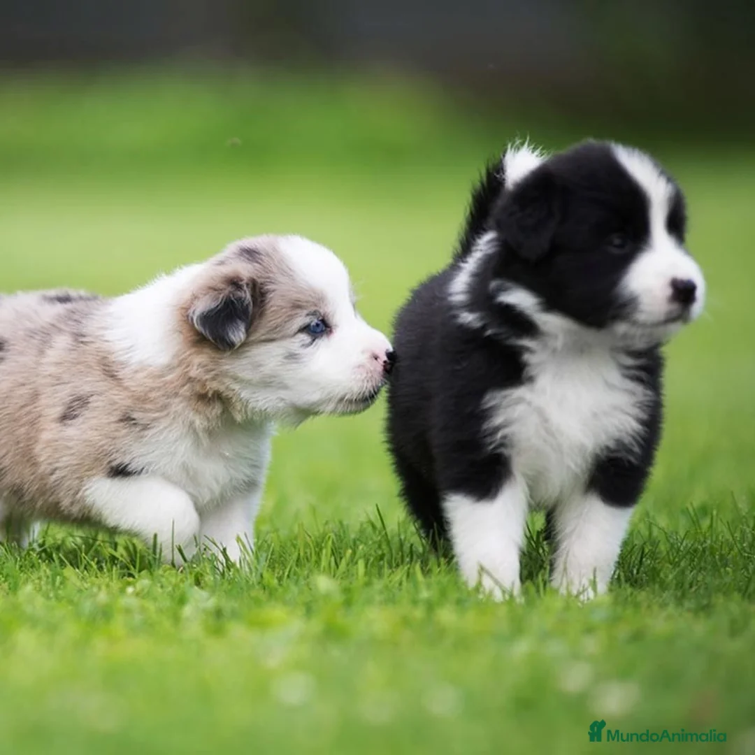 Border Collie perros en venta: CACHORROS BORDER COLLIE MERLE  ( 631 67 03 85 ) en Sevilla - Anuncio 2