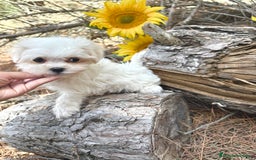 Bichón Maltés perros en venta: Bichon maltés excelentes cachorros  - Imagen 4