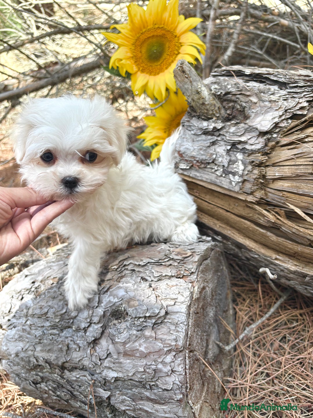 Bichón Maltés perros en venta: Bichon maltés excelentes cachorros  - Imagen 4