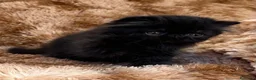 Persa gatos en venta: Persa puro negrito. - Anuncio 2
