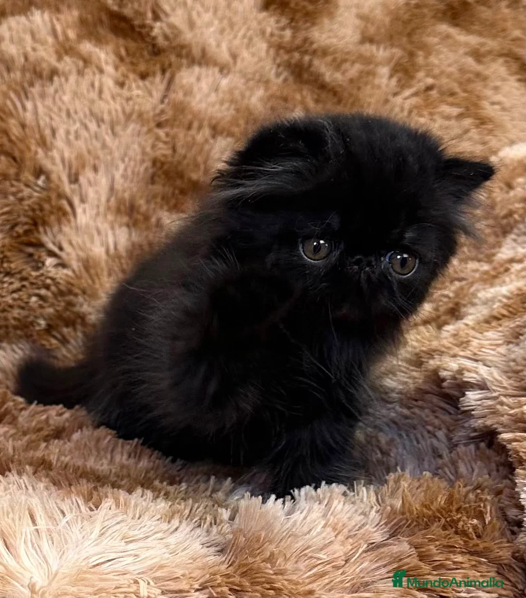 Persa gatos en venta: Persa puro negrito. - Anuncio 2