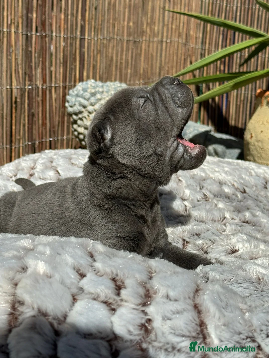 Shar Pei perros en venta: bebes shar pei azules en Málaga - Anuncio 4