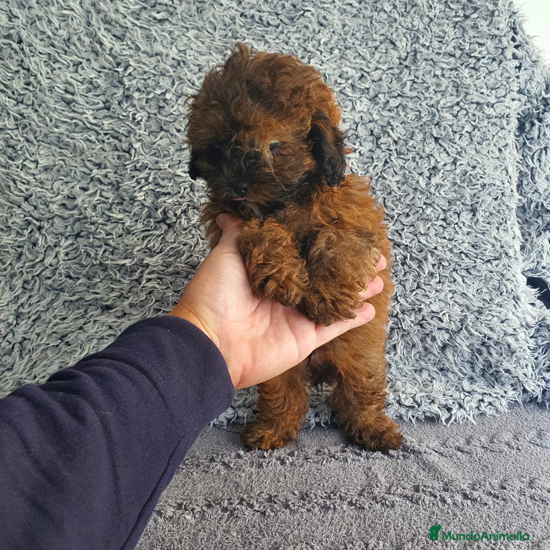 Maltipoo perros en venta: Maltipoo mini - Anuncio 6