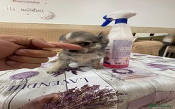 Chihuahua perros en venta: Chihuahua toy pelo largo  - Imagen 6