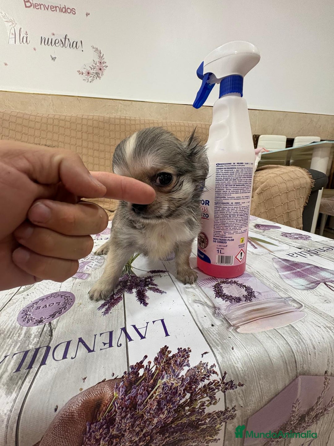 Chihuahua perros en venta: Chihuahua toy pelo largo  - Imagen 6