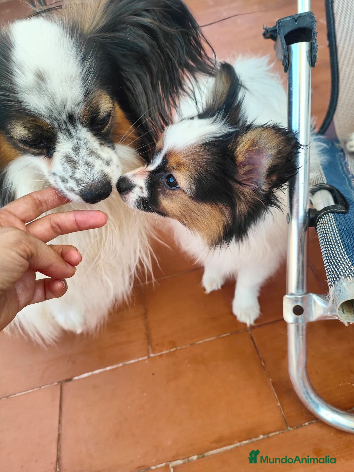 Papillon perros Hembras de papillon - Anuncio 1