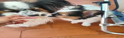 Papillon perros en venta: Hembras de papillon - Anuncio 2
