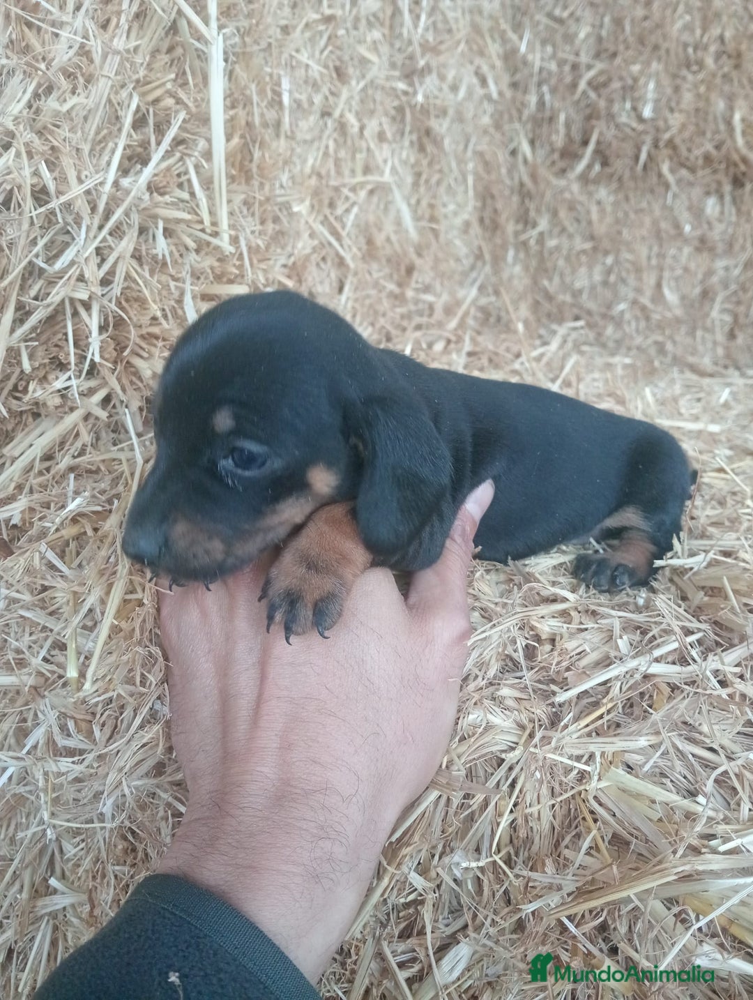 Teckel perros en venta: Teckel  - Anuncio 1