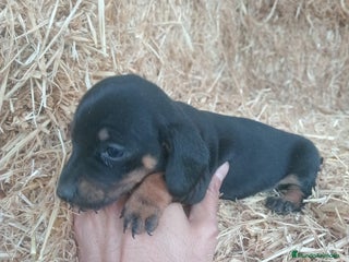 Teckel perros Teckel - Anuncio 1