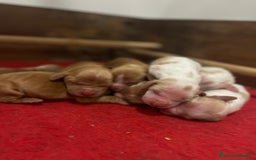 Cocker Spaniel Inglés perros en venta: Precioso cachorro cocker spaniel inglés  - Anuncio 1