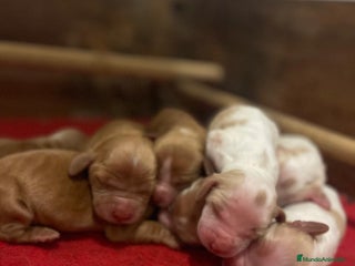 Cocker Spaniel Inglés perros Precioso cachorro cocker spaniel inglés - Anuncio 1